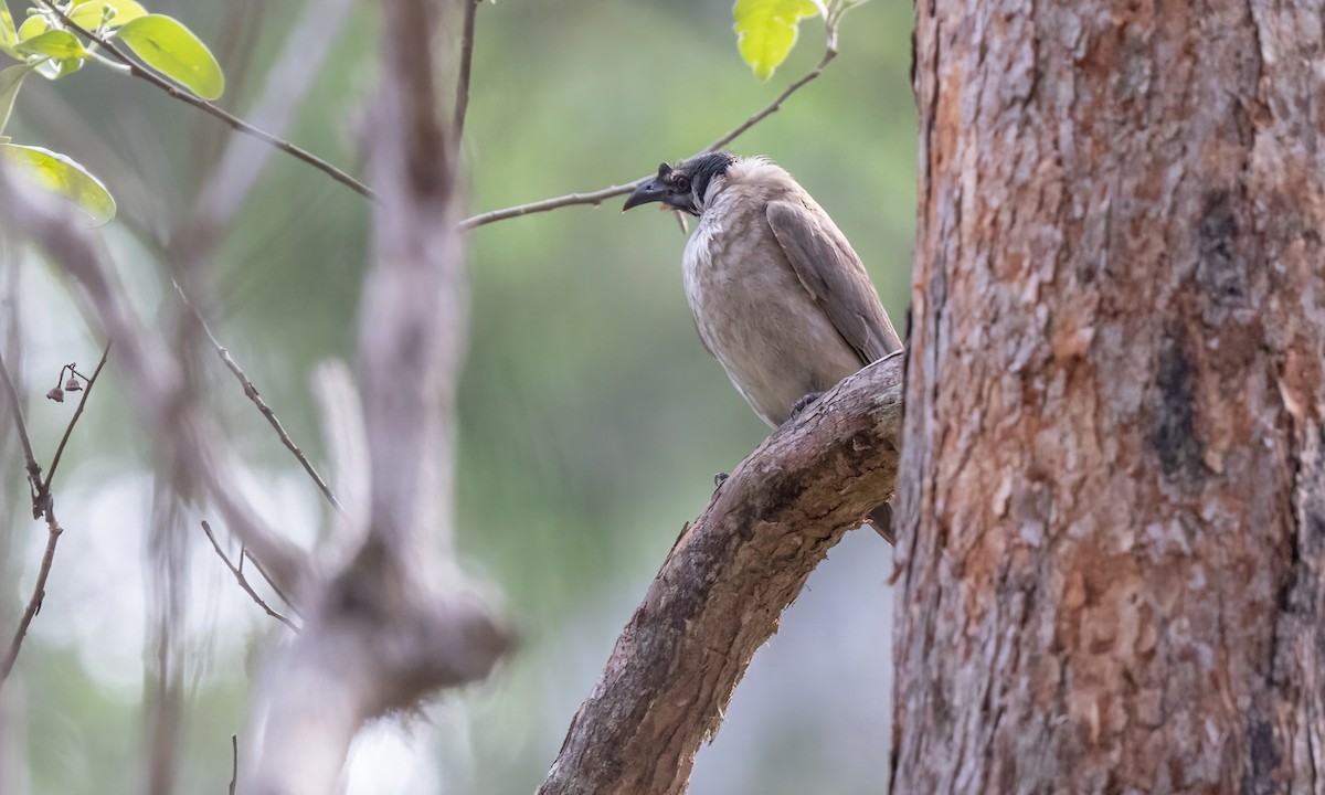 Noisy Friarbird - ML613724065