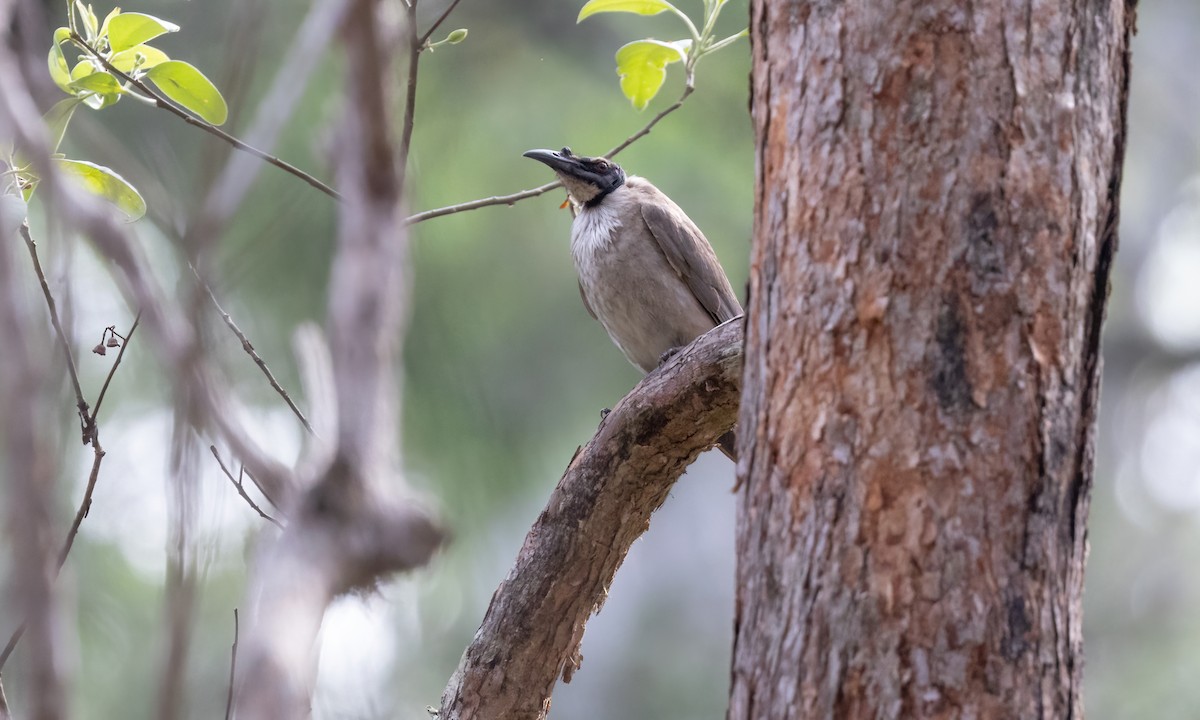 Noisy Friarbird - ML613724068