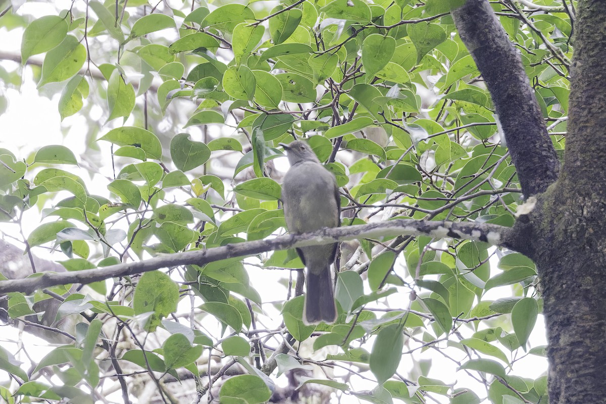 Red-eyed Bulbul - ML613724128