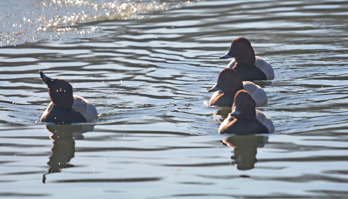 Common Pochard - ML613724129