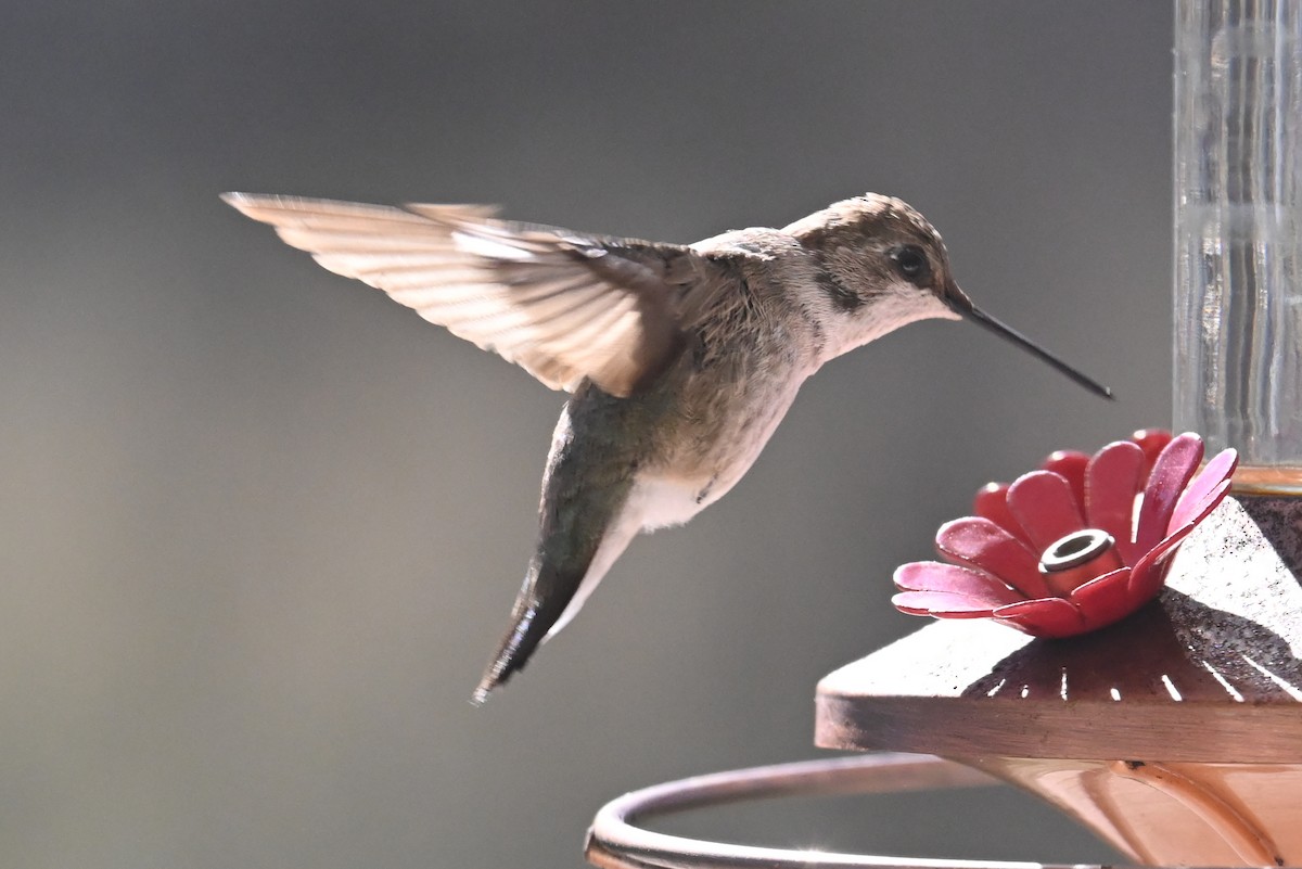 Colibri à gorge noire - ML613724146