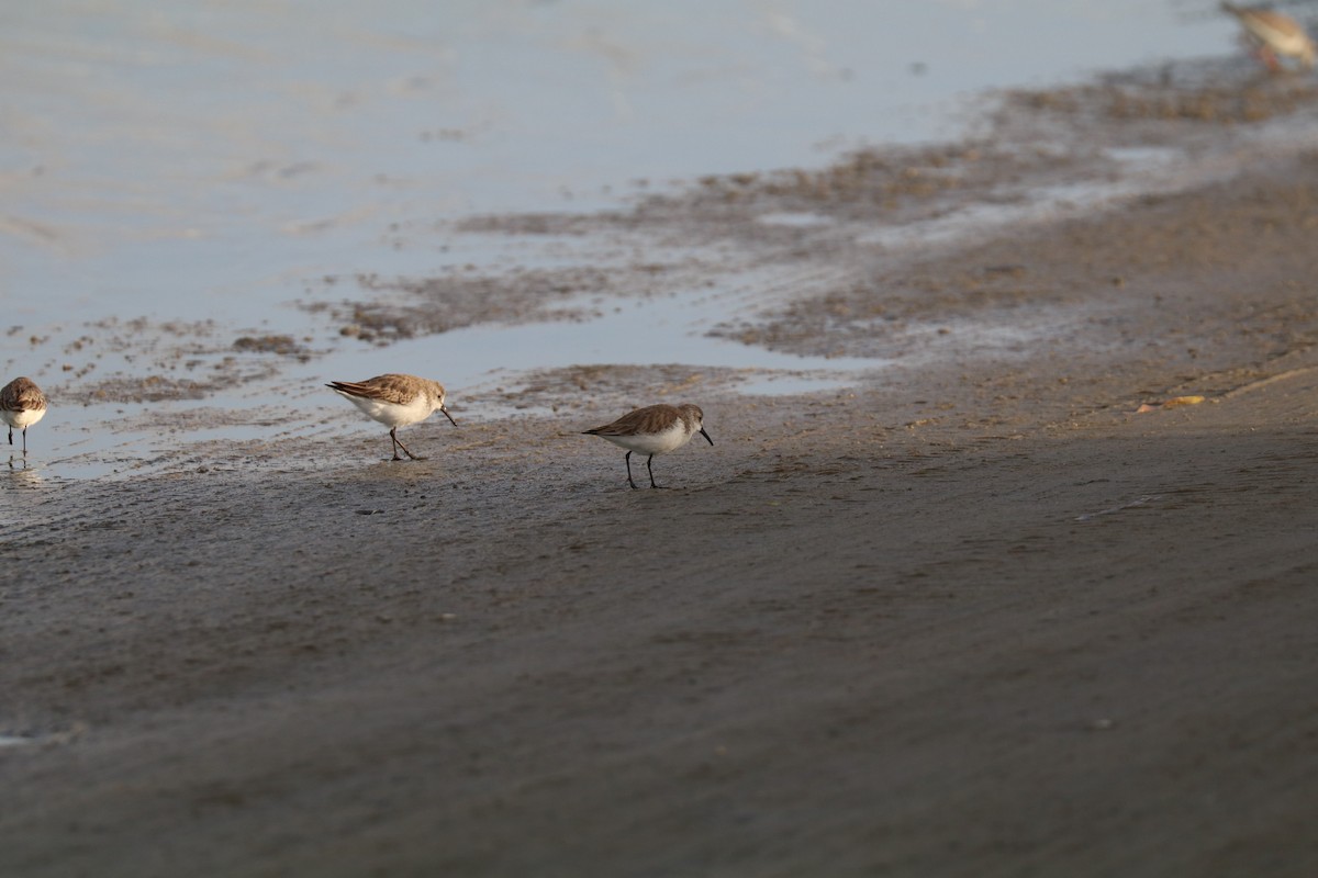 Western Sandpiper - ML613724159