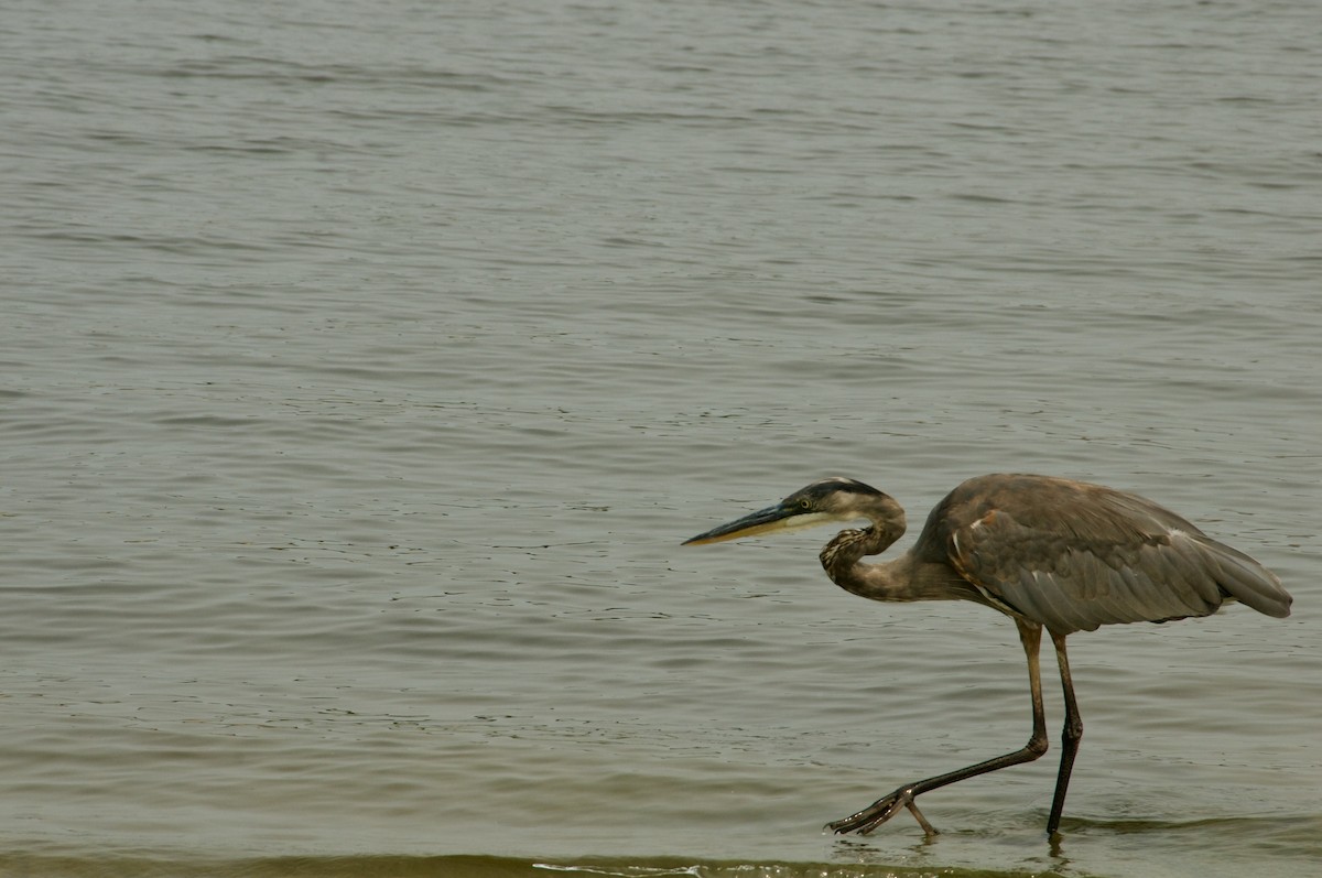 Great Blue Heron - Lauren Gray