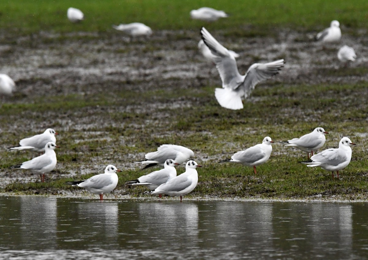 Black-headed Gull - ML613724187