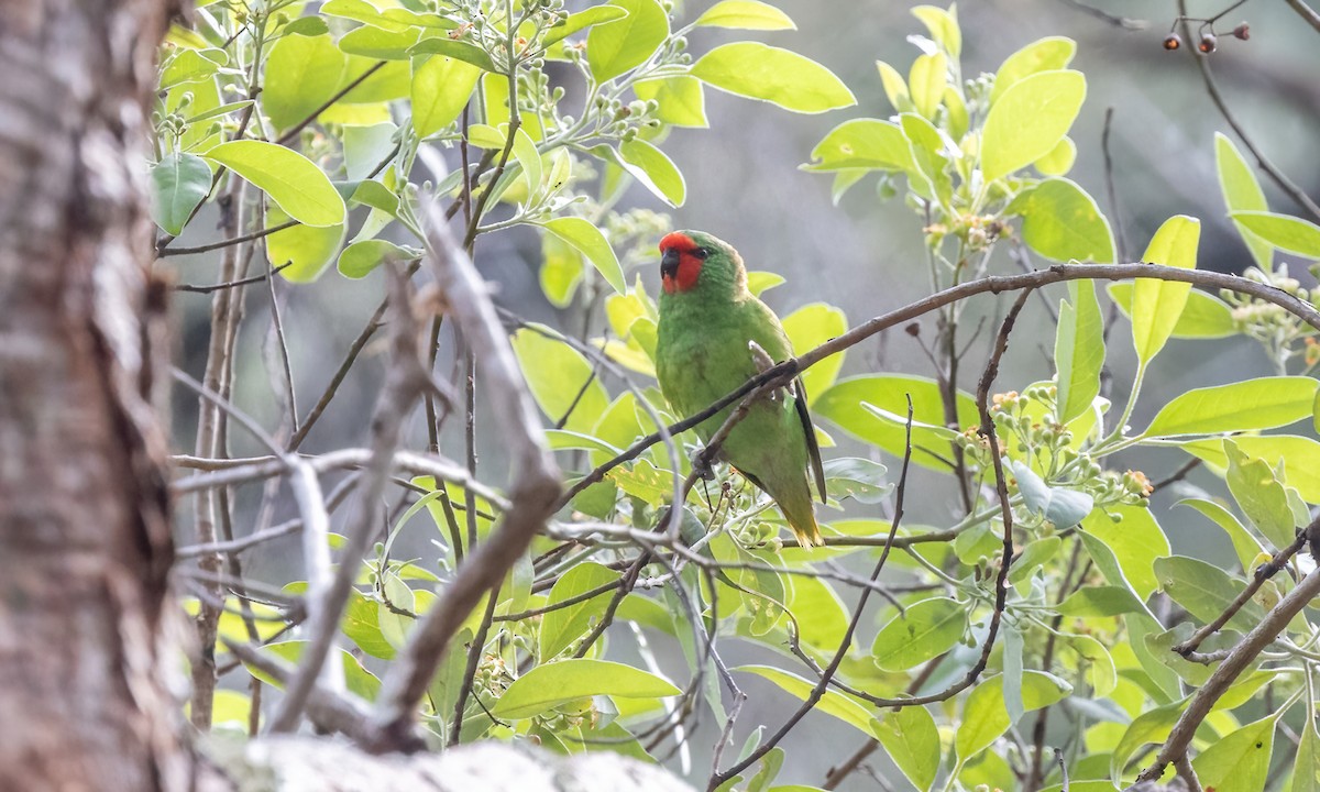 Little Lorikeet - ML613724210