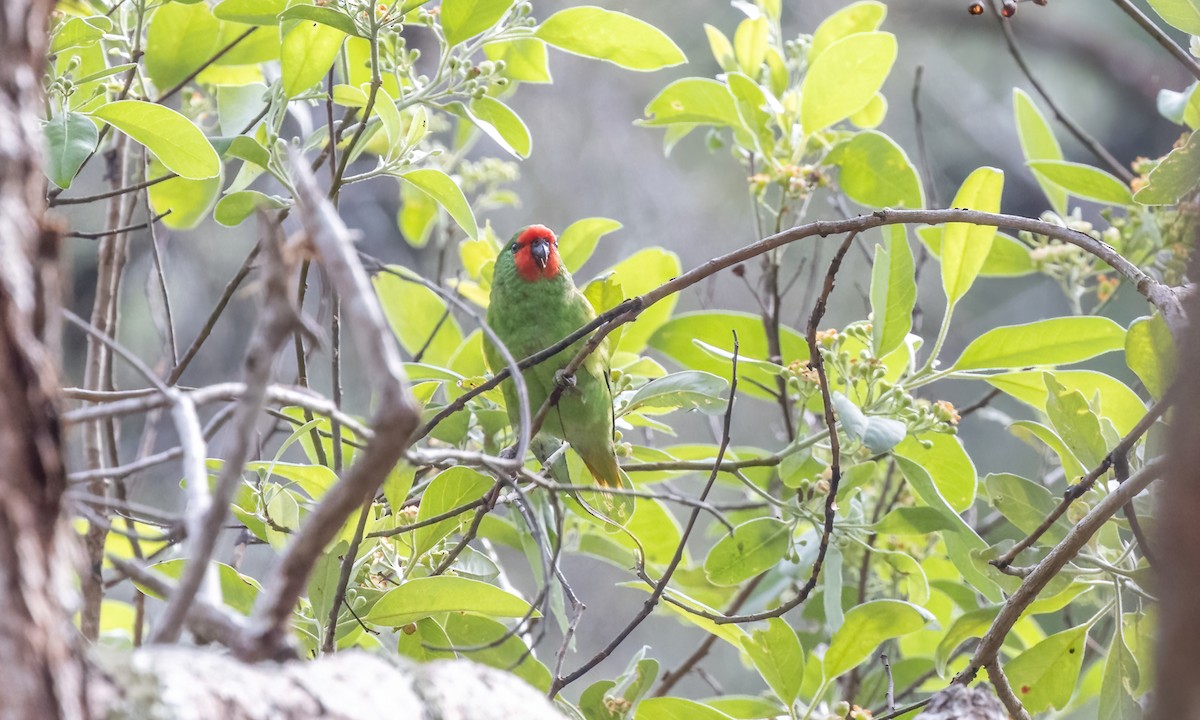 Little Lorikeet - Paul Fenwick