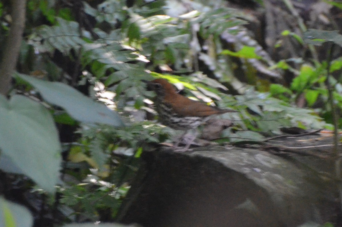 Wood Thrush - ML613724220