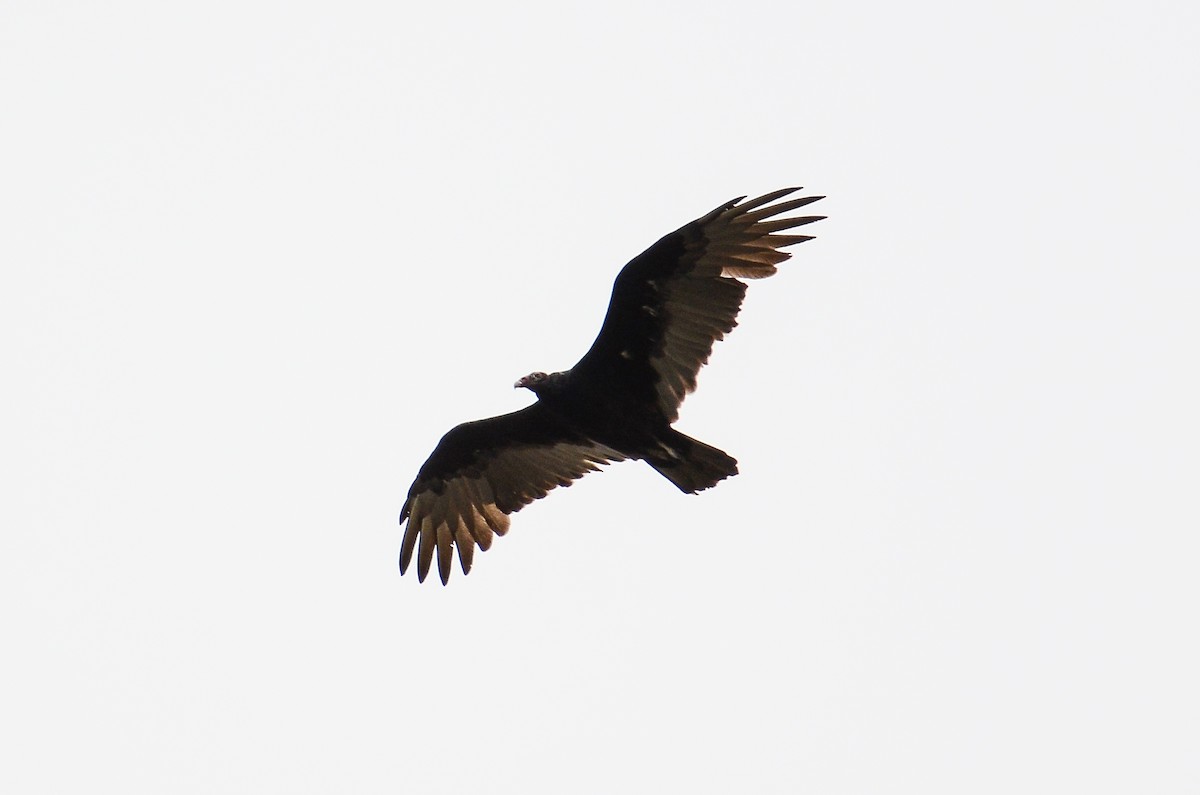 Turkey Vulture - Roman Yaremchuk