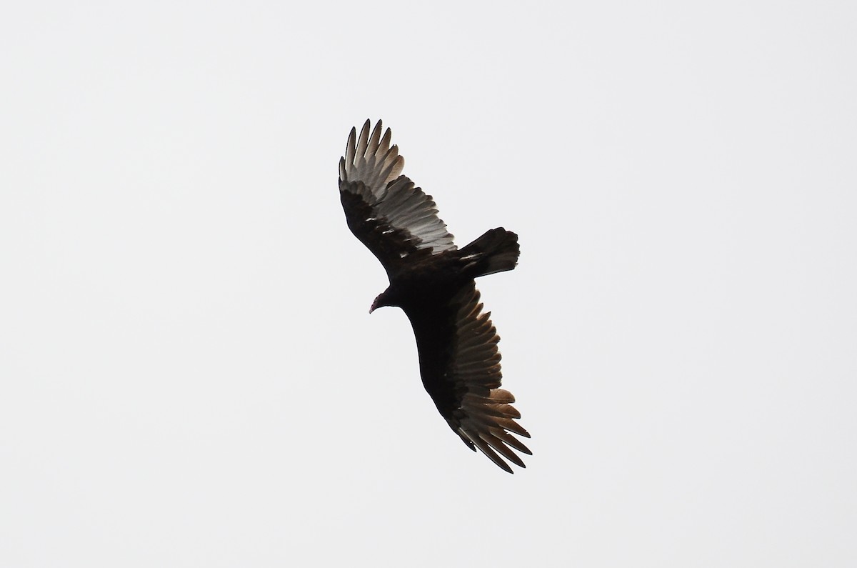 Turkey Vulture - Roman Yaremchuk