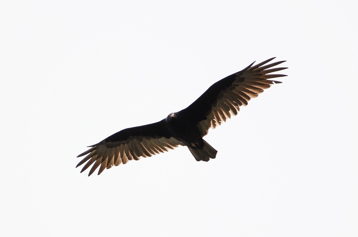 Turkey Vulture - Roman Yaremchuk