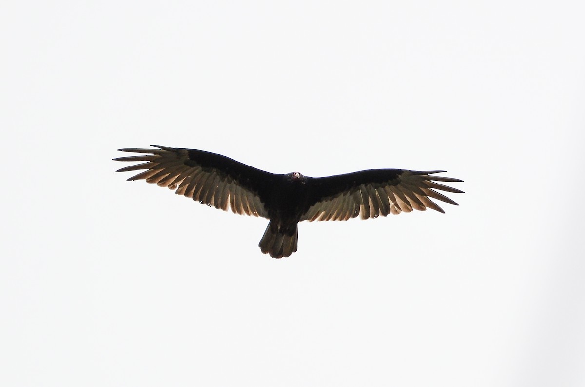 Turkey Vulture - Roman Yaremchuk