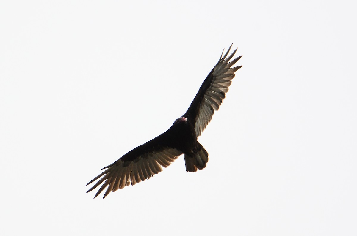 Turkey Vulture - Roman Yaremchuk