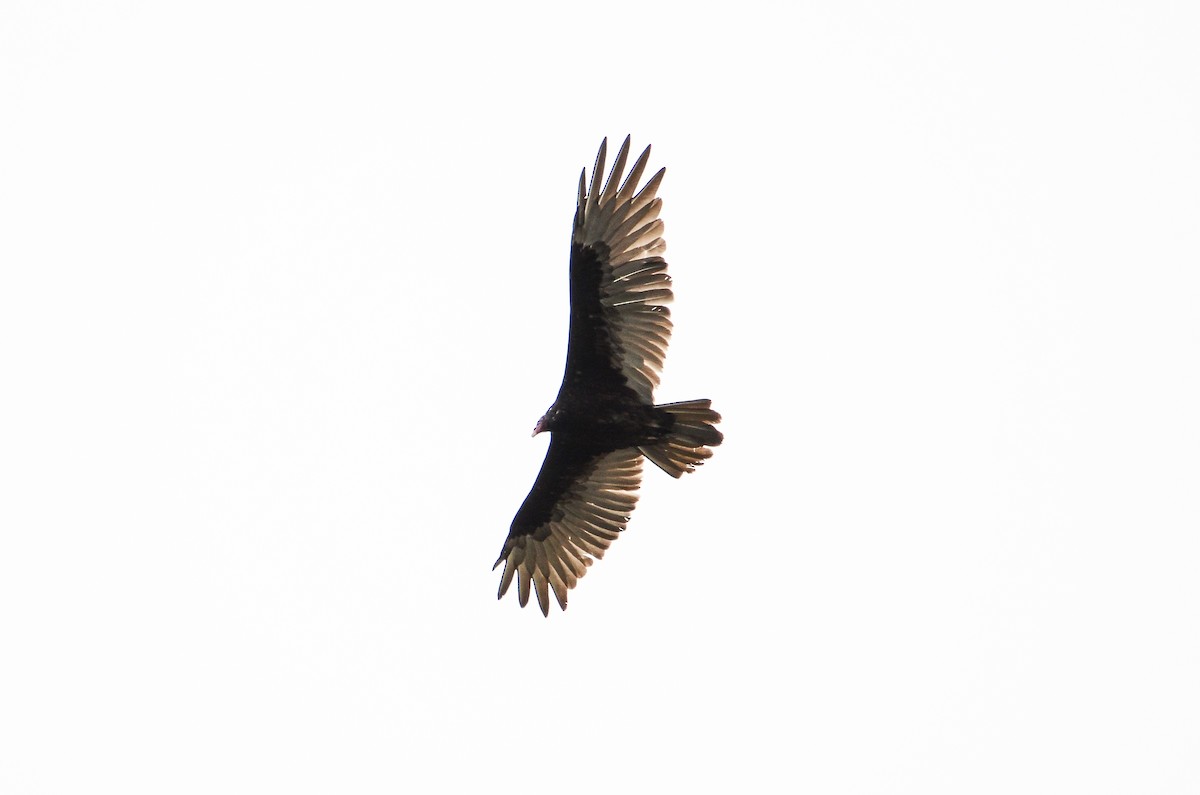 Turkey Vulture - Roman Yaremchuk