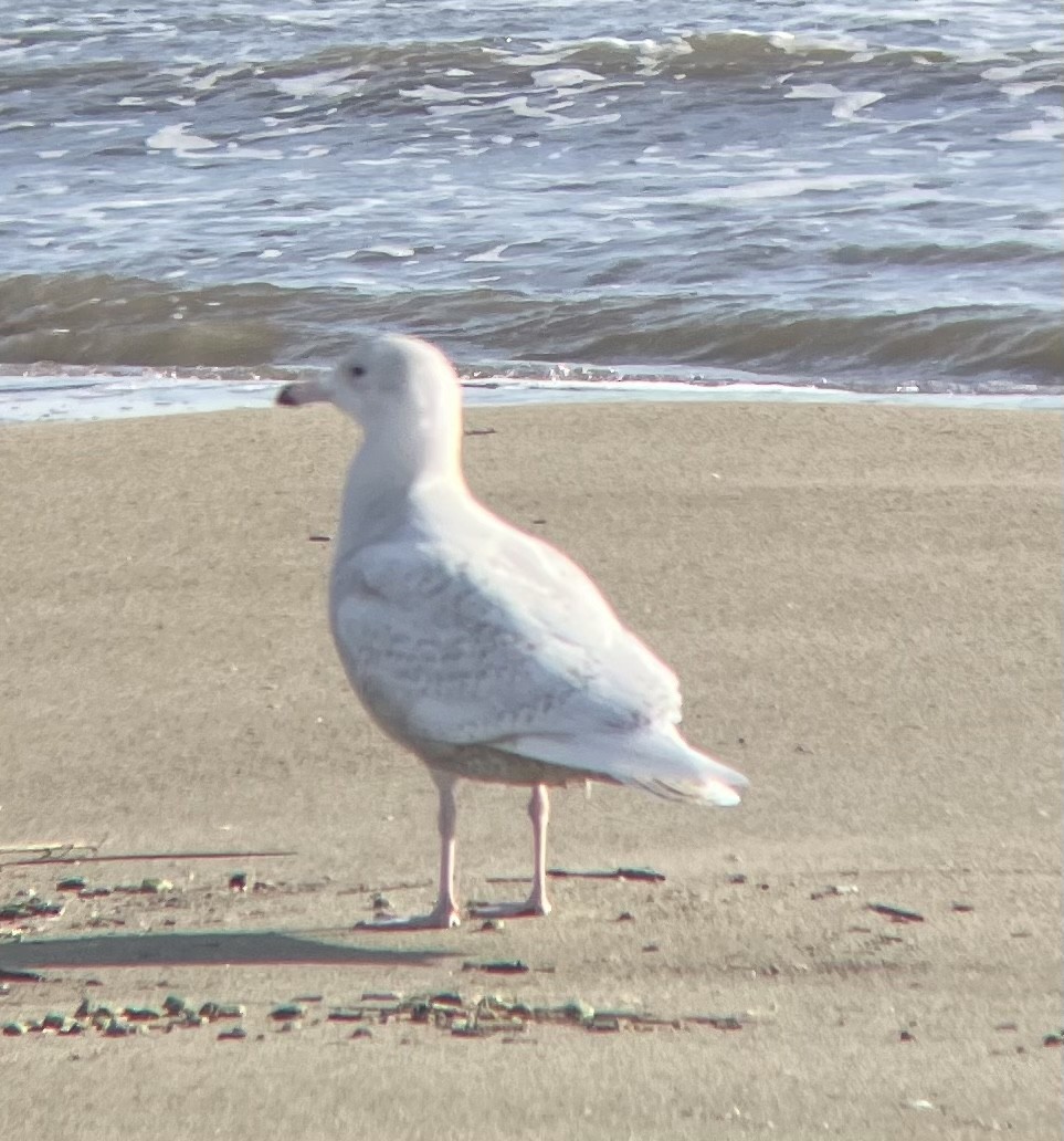 Glaucous Gull - ML613724290