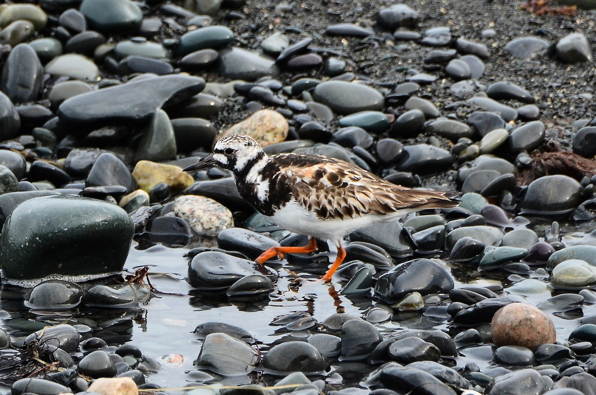 Ruddy Turnstone - ML613724317