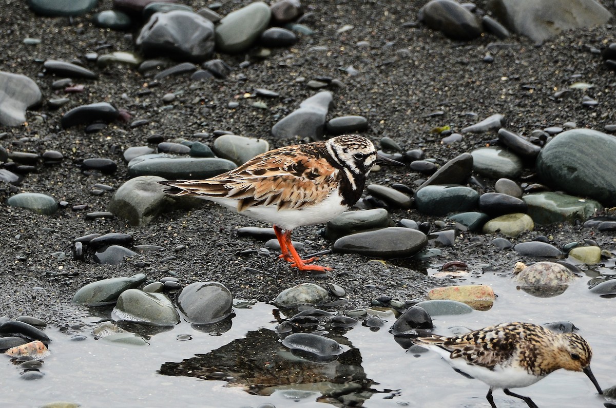 Ruddy Turnstone - ML613724318