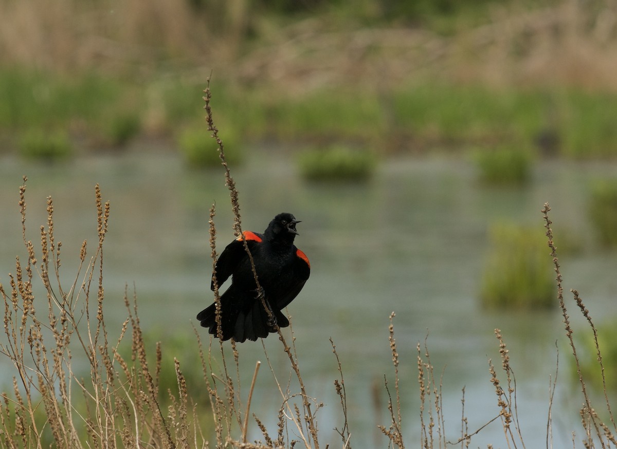 Red-winged Blackbird - Lauren Gray