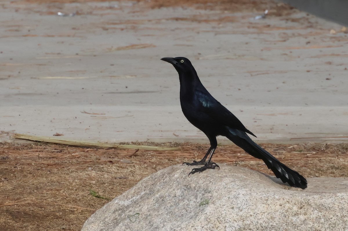 Great-tailed Grackle - ML613724351