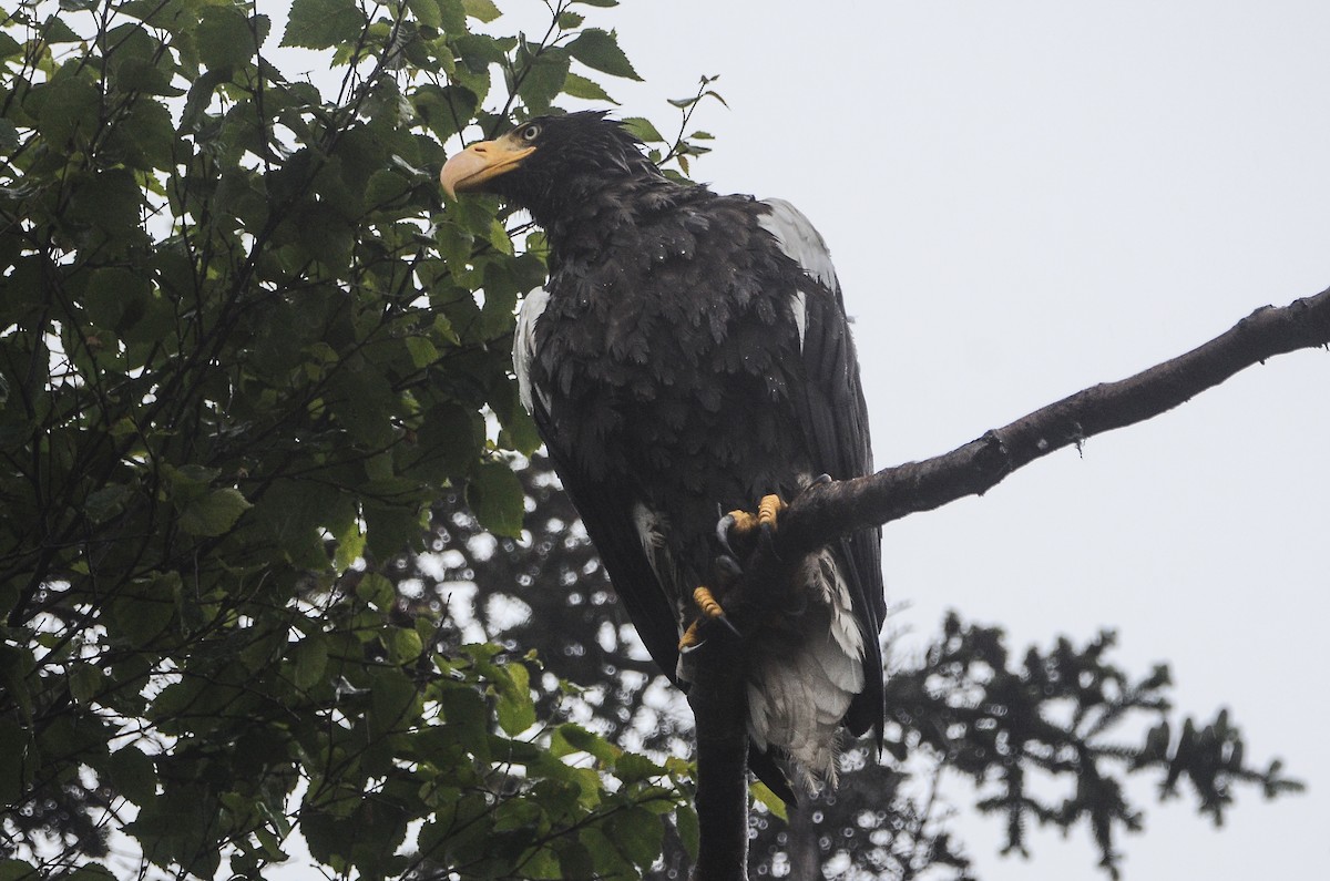 Steller's Sea-Eagle - ML613724353