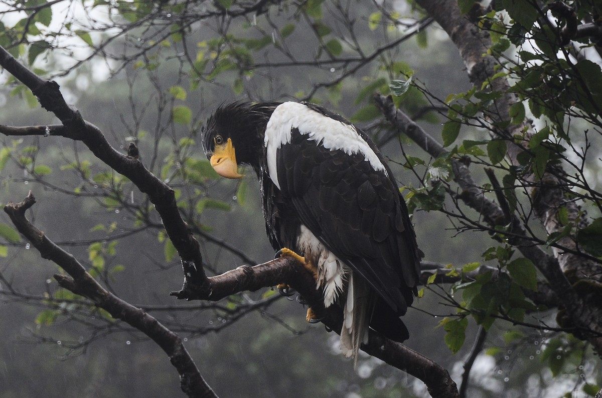 Steller's Sea-Eagle - ML613724355