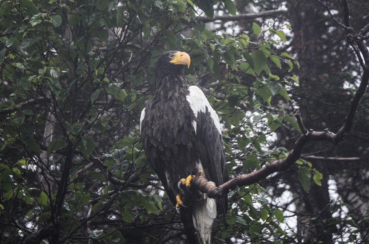 Steller's Sea-Eagle - ML613724356