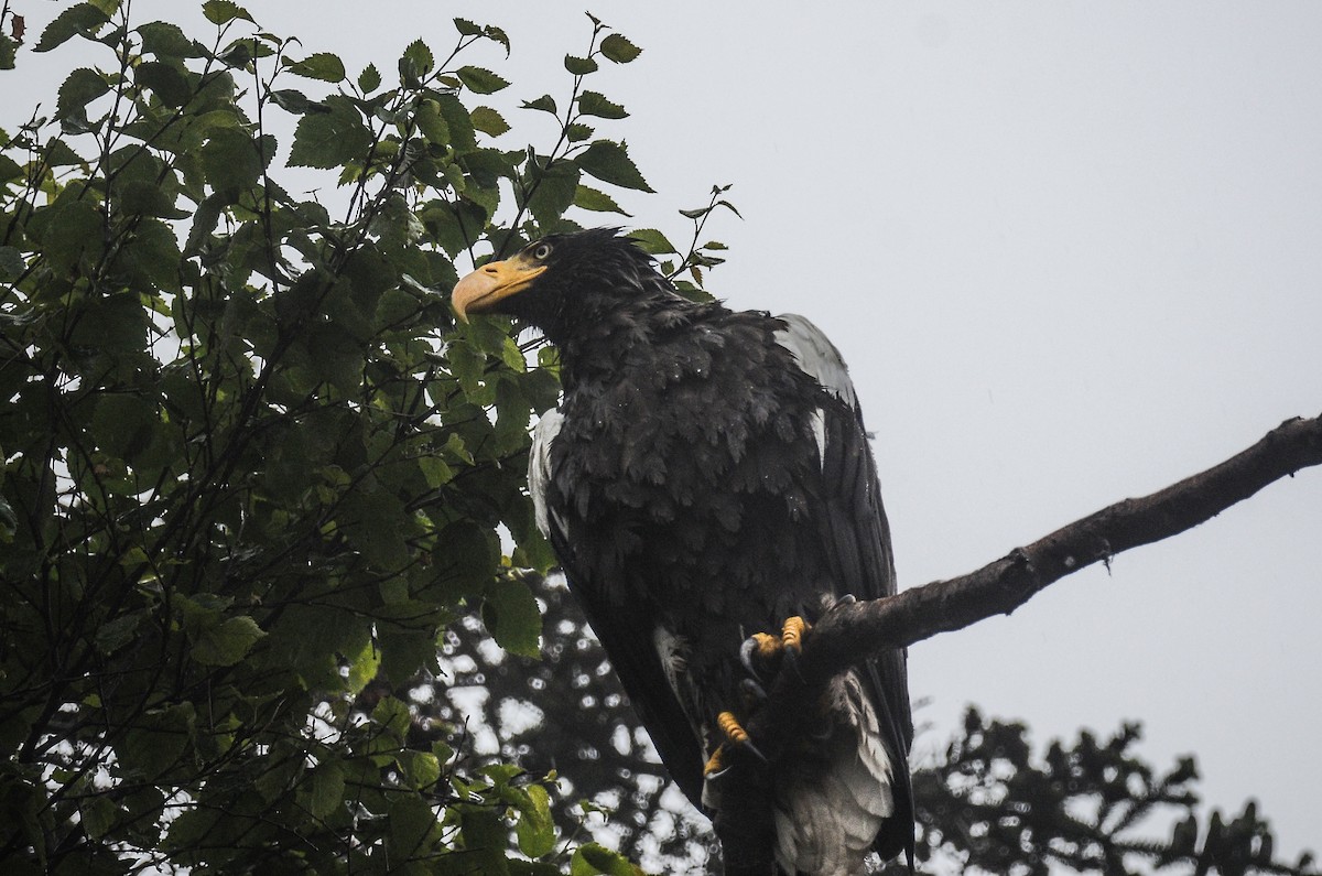 Steller's Sea-Eagle - ML613724357