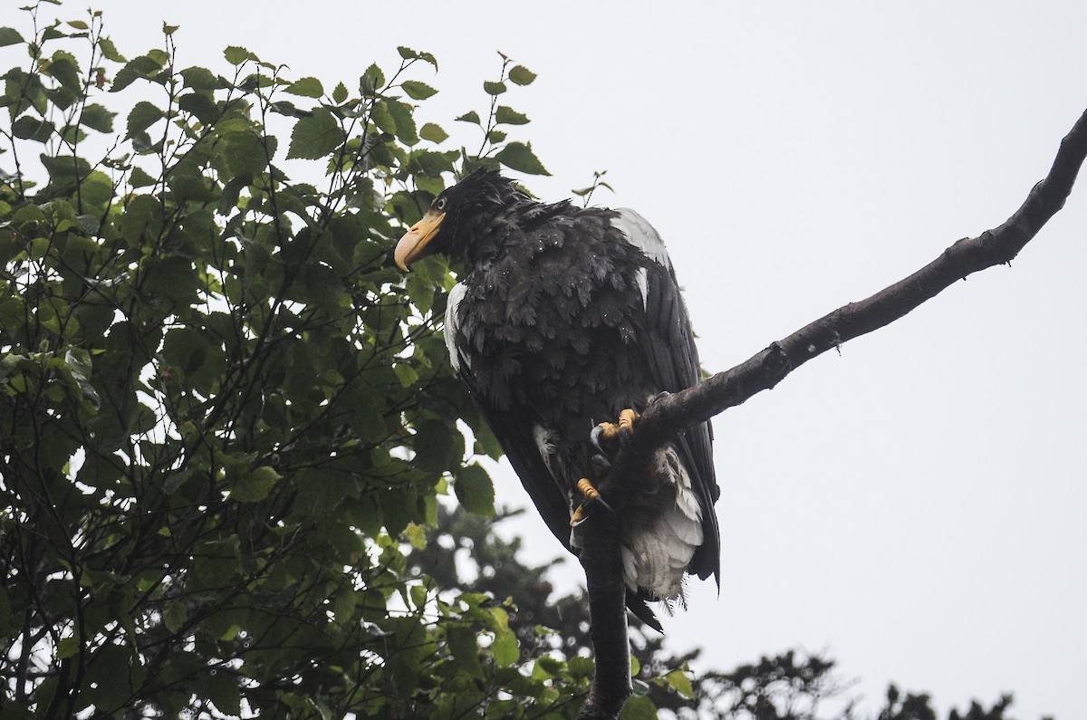 Steller's Sea-Eagle - ML613724358