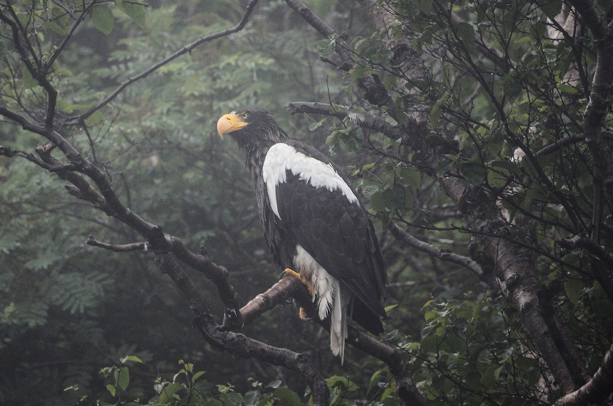 Steller's Sea-Eagle - ML613724359