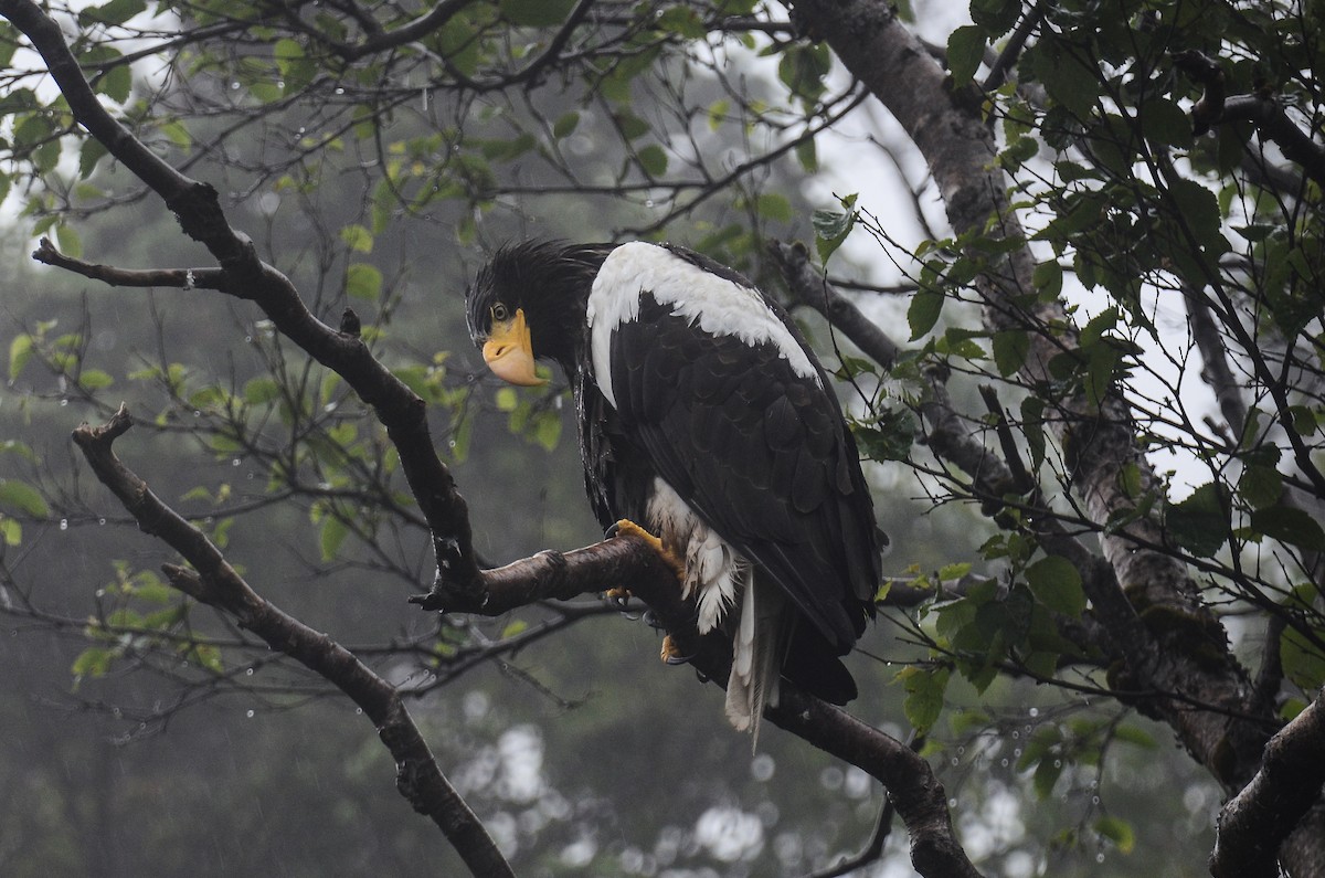 Steller's Sea-Eagle - ML613724360