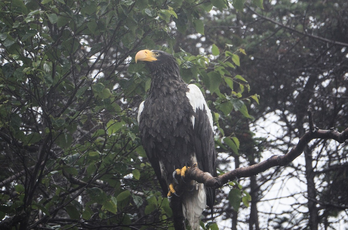 Steller's Sea-Eagle - ML613724361