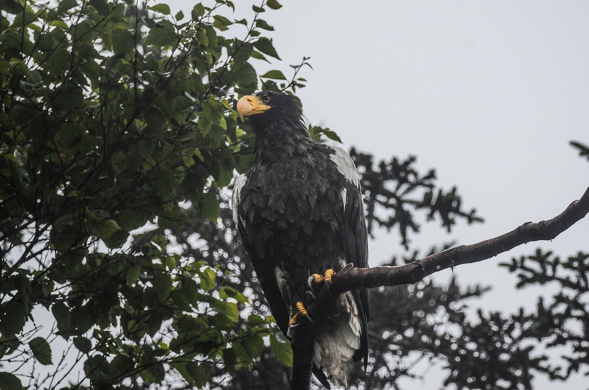 Steller's Sea-Eagle - ML613724362