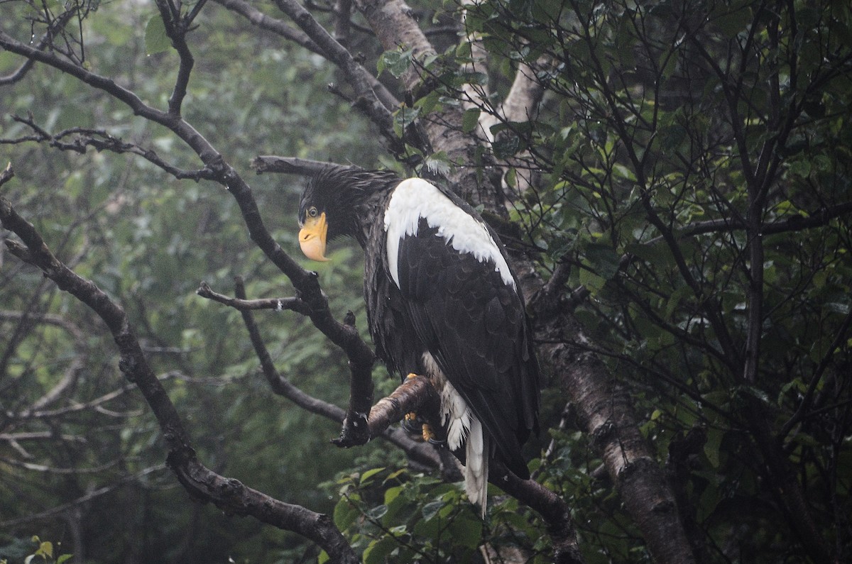 Steller's Sea-Eagle - ML613724363