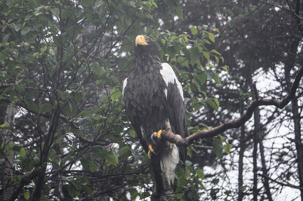 Steller's Sea-Eagle - ML613724365