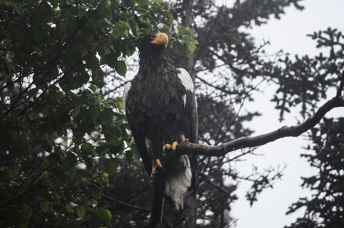 Steller's Sea-Eagle - ML613724366