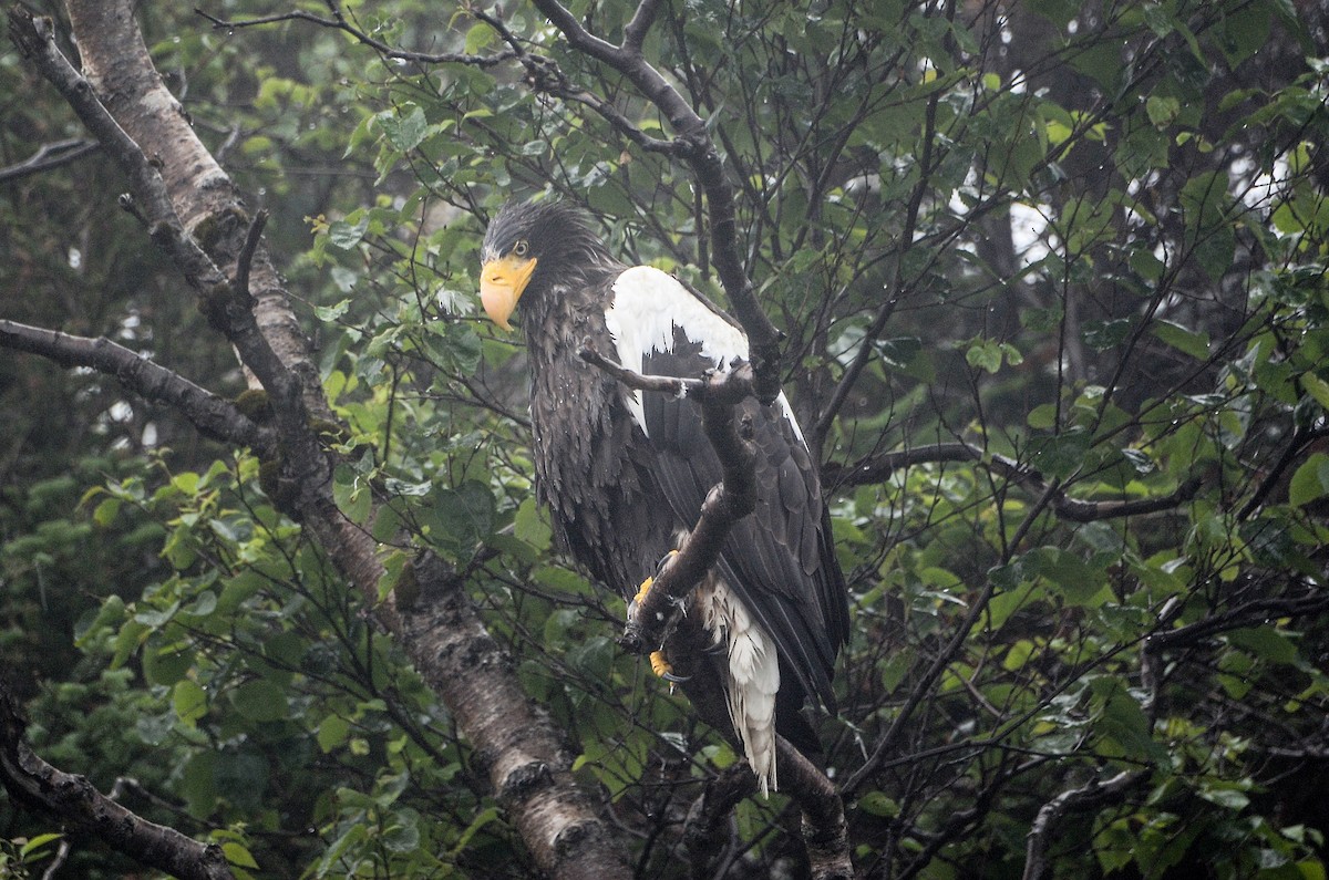 Steller's Sea-Eagle - ML613724367