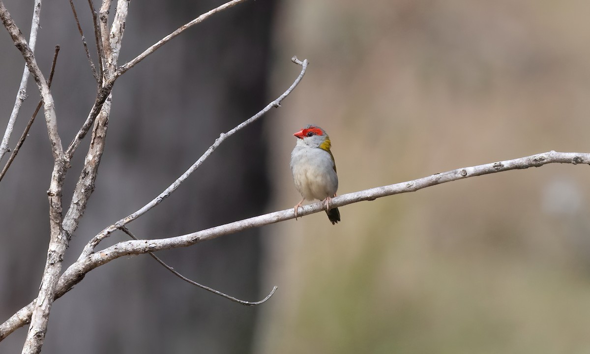 Red-browed Firetail - ML613724376