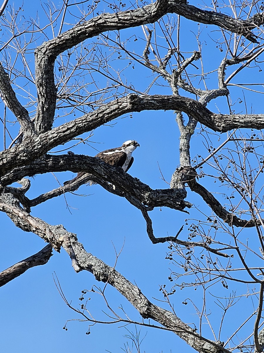 Osprey - ML613724379