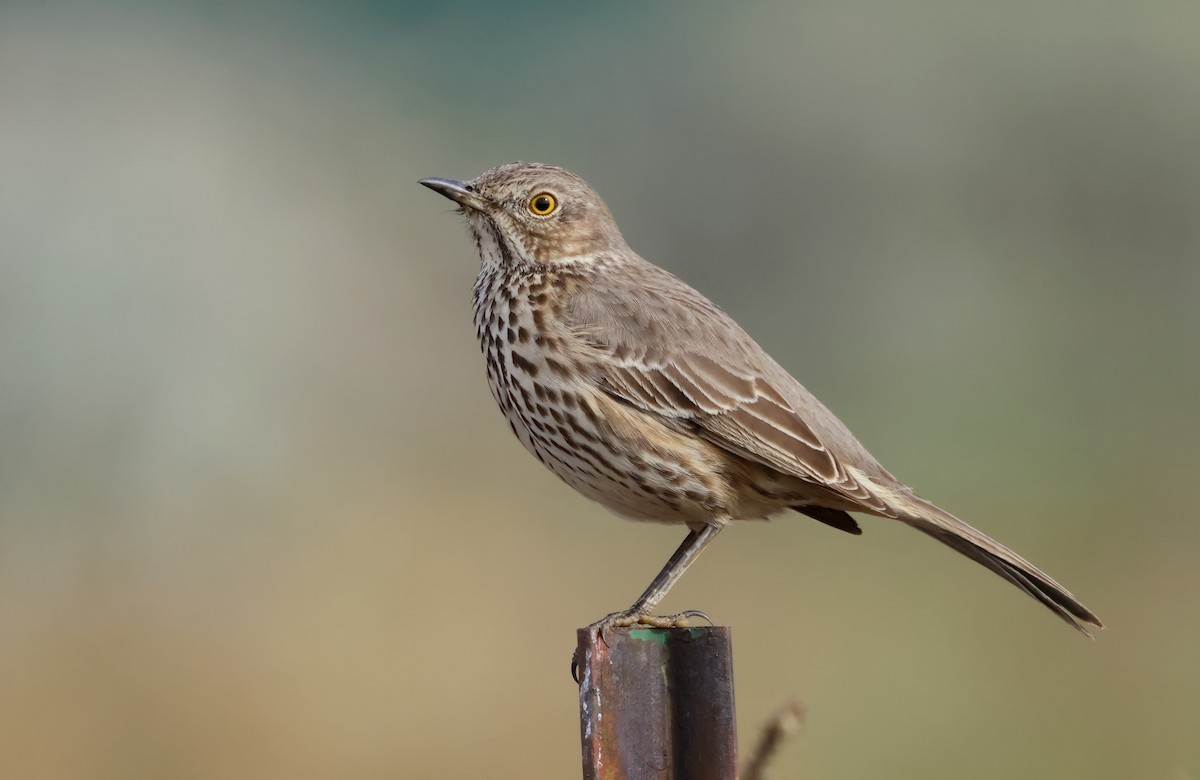 Sage Thrasher - ML613724430