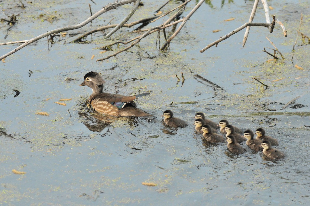 Wood Duck - ML613724480