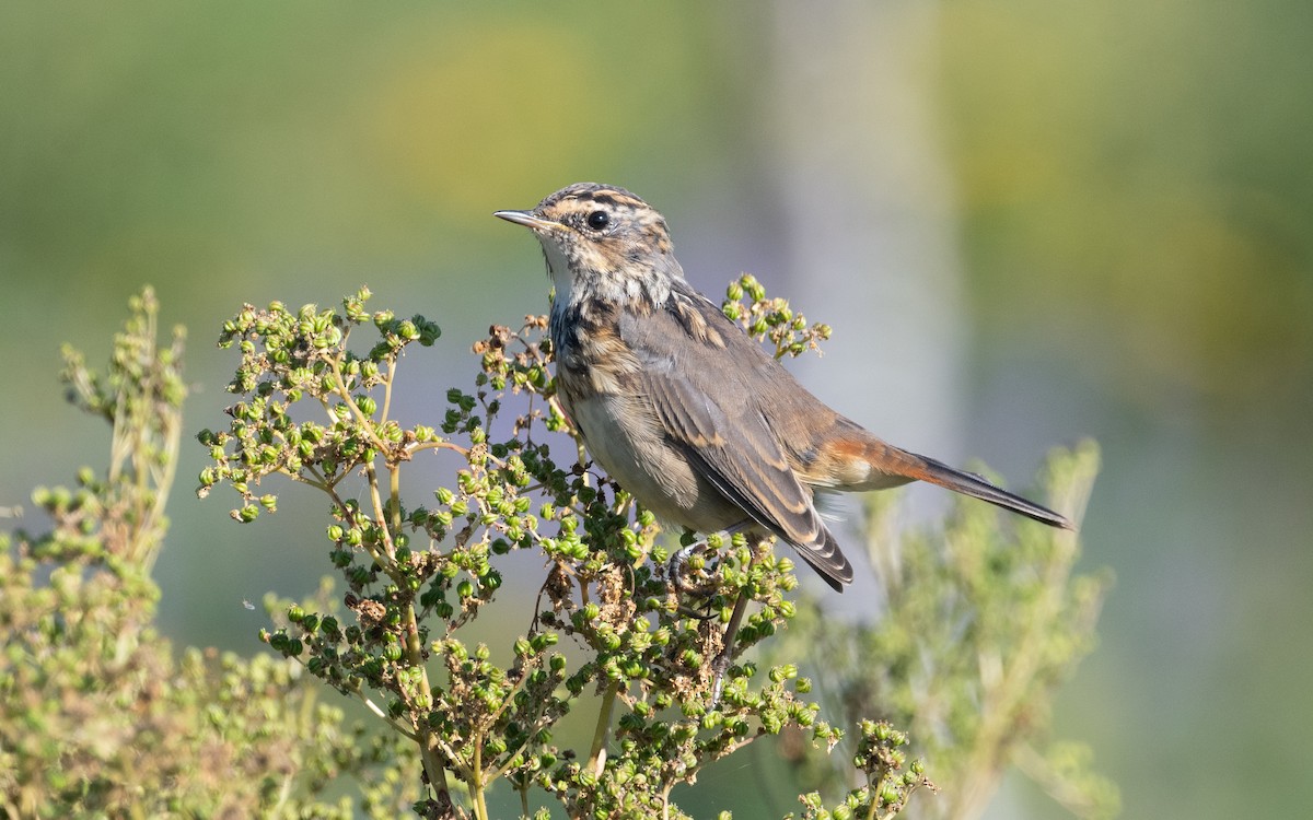 Bluethroat - ML613724514