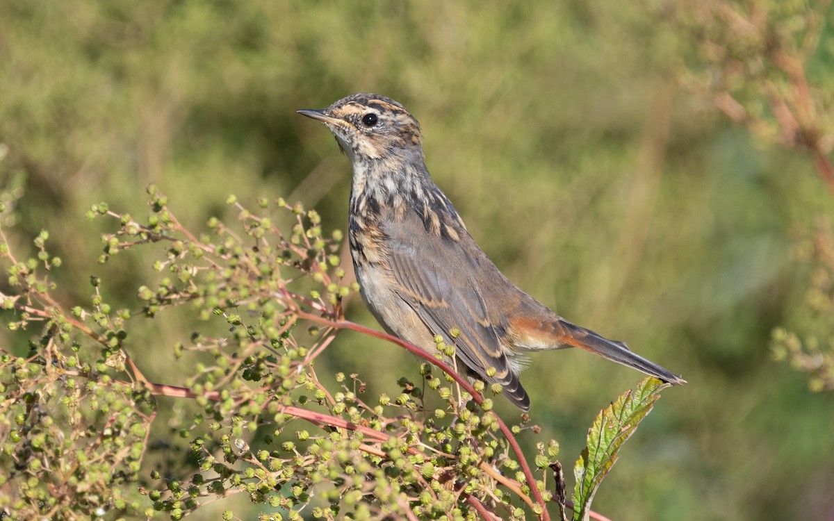 Bluethroat - ML613724515