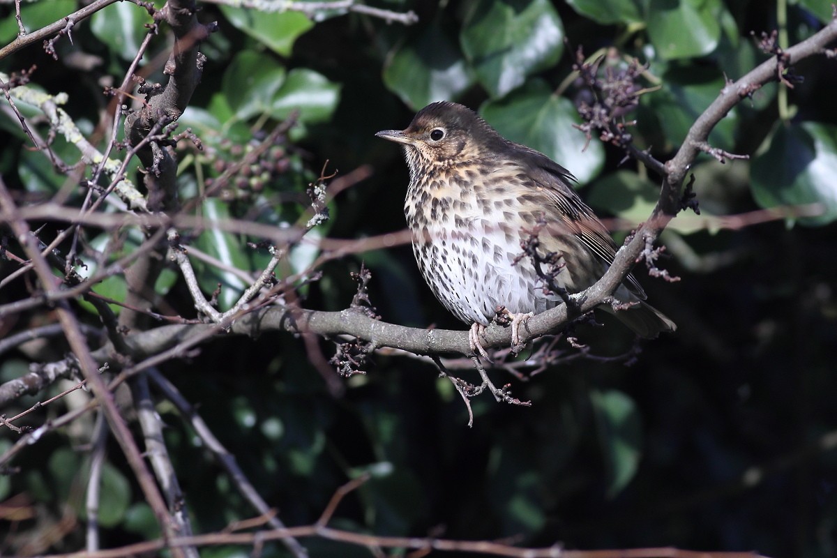 Song Thrush - ML613724540