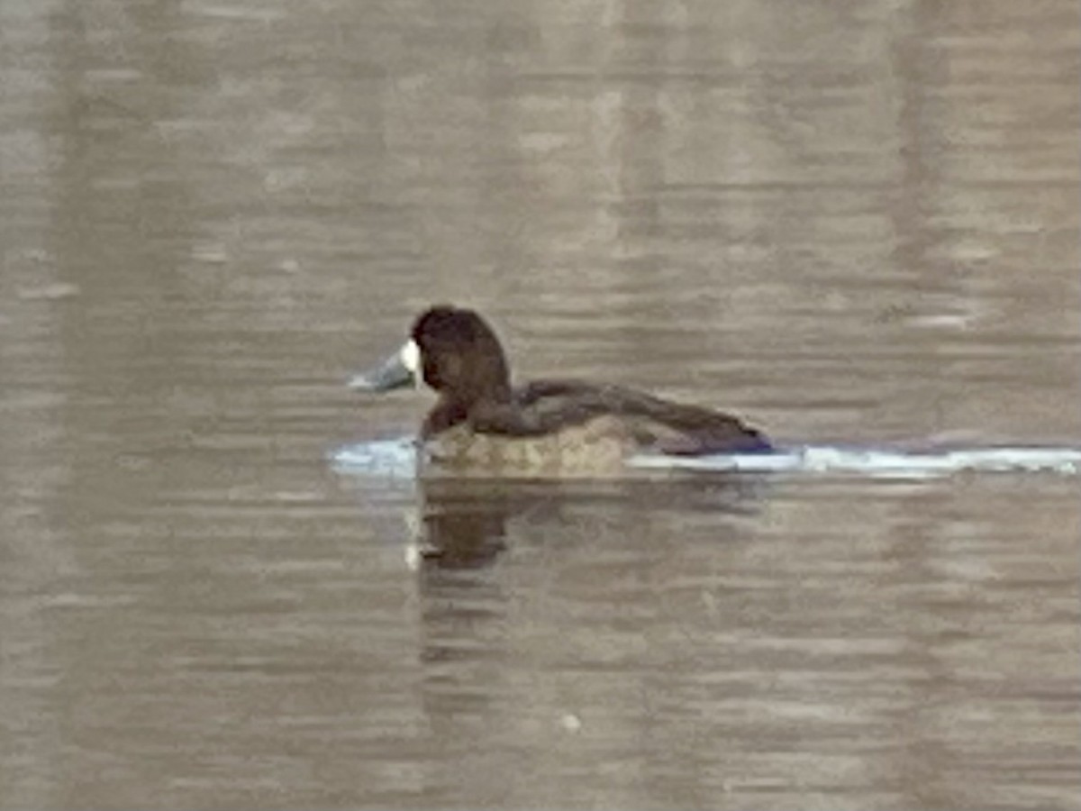 Greater Scaup - ML613724578