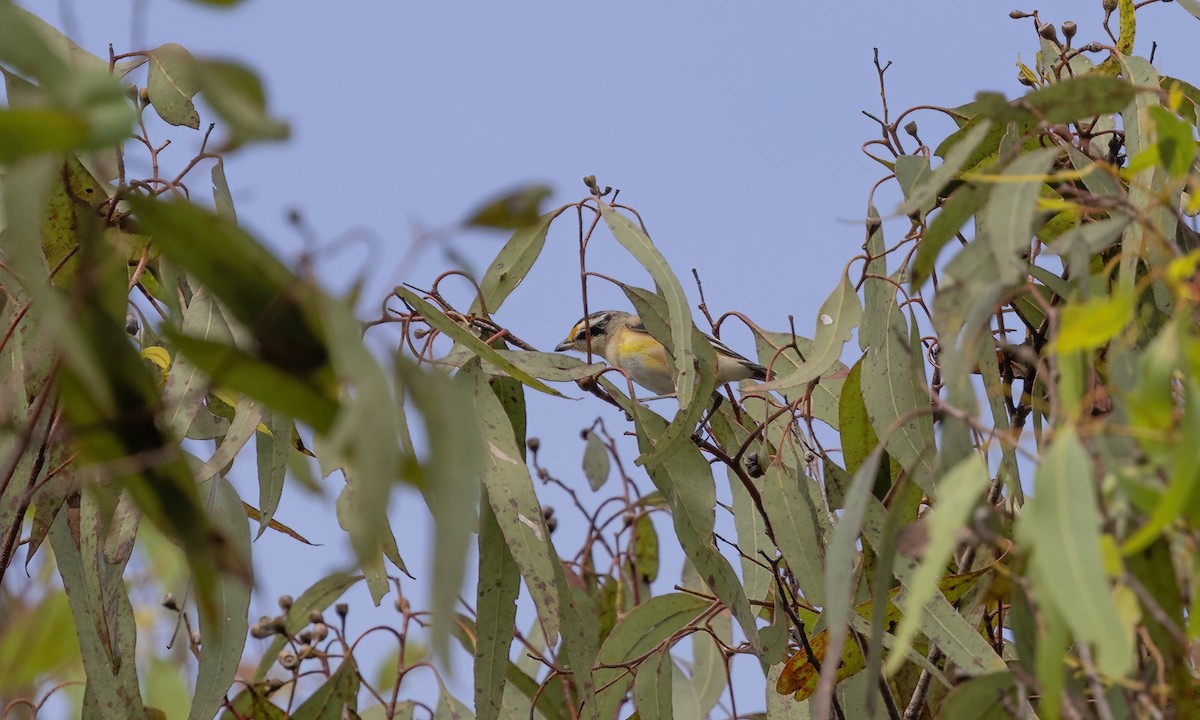 Striated Pardalote - ML613724602