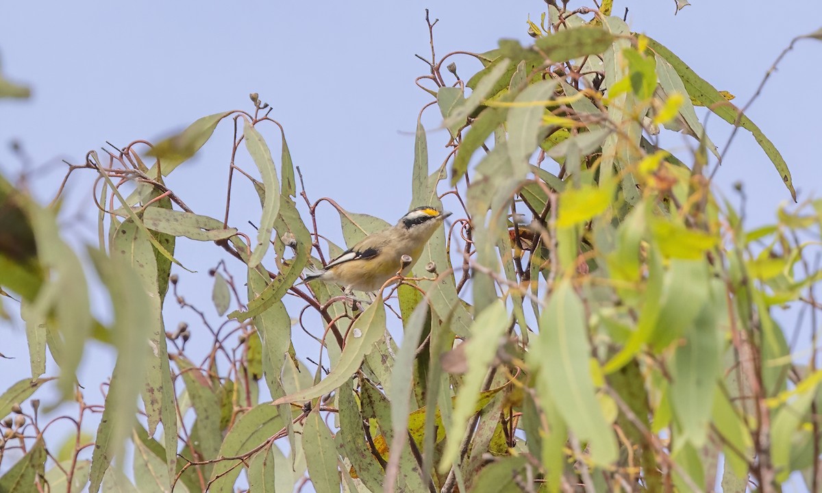 Striated Pardalote - ML613724603