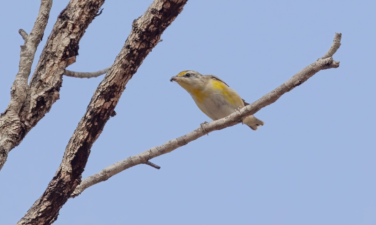 Striated Pardalote - ML613724606