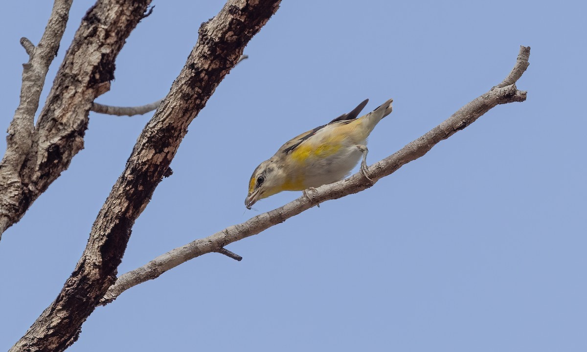 Striated Pardalote - ML613724607