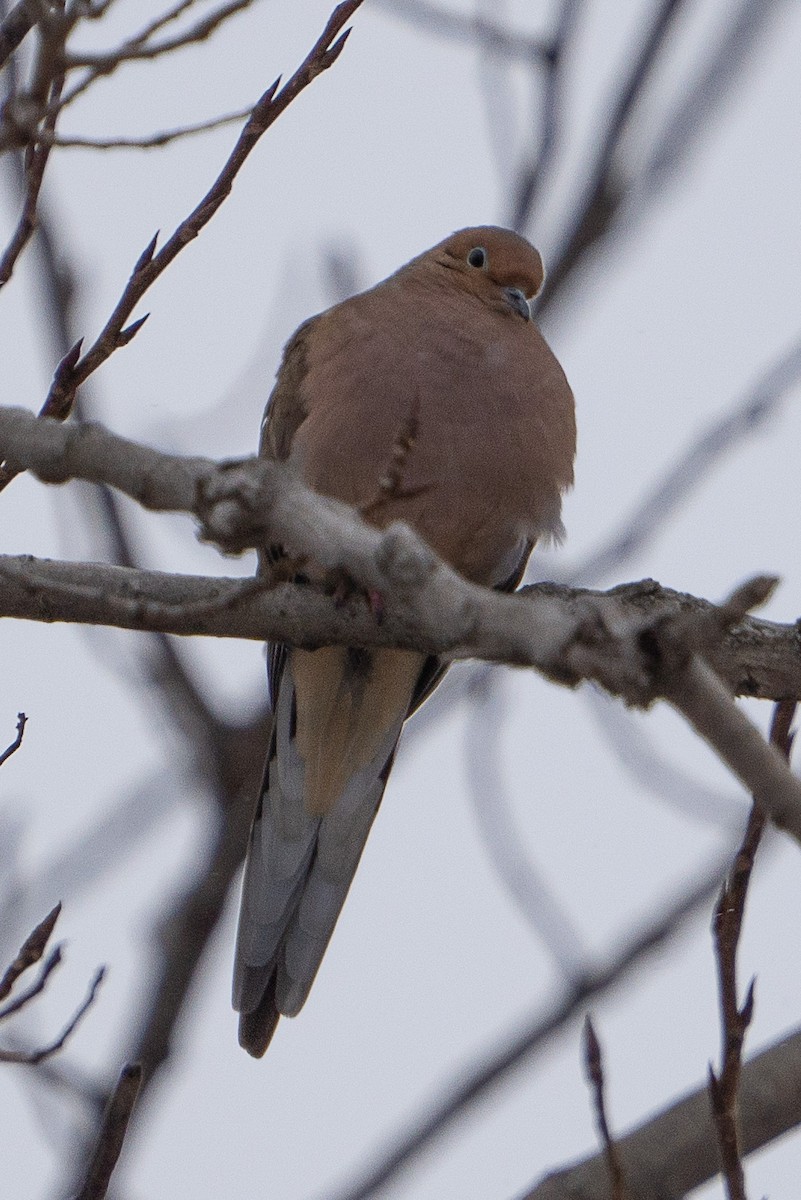 Mourning Dove - ML613724646