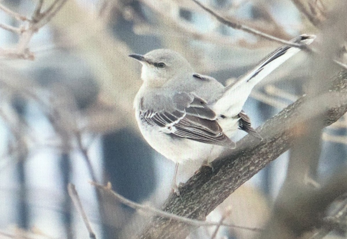 Northern Mockingbird - Jules S