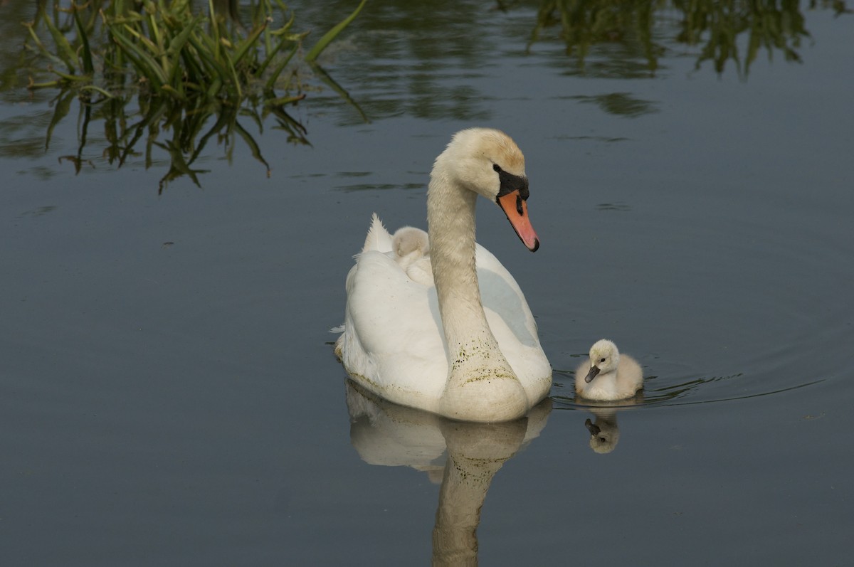 Mute Swan - ML613724693